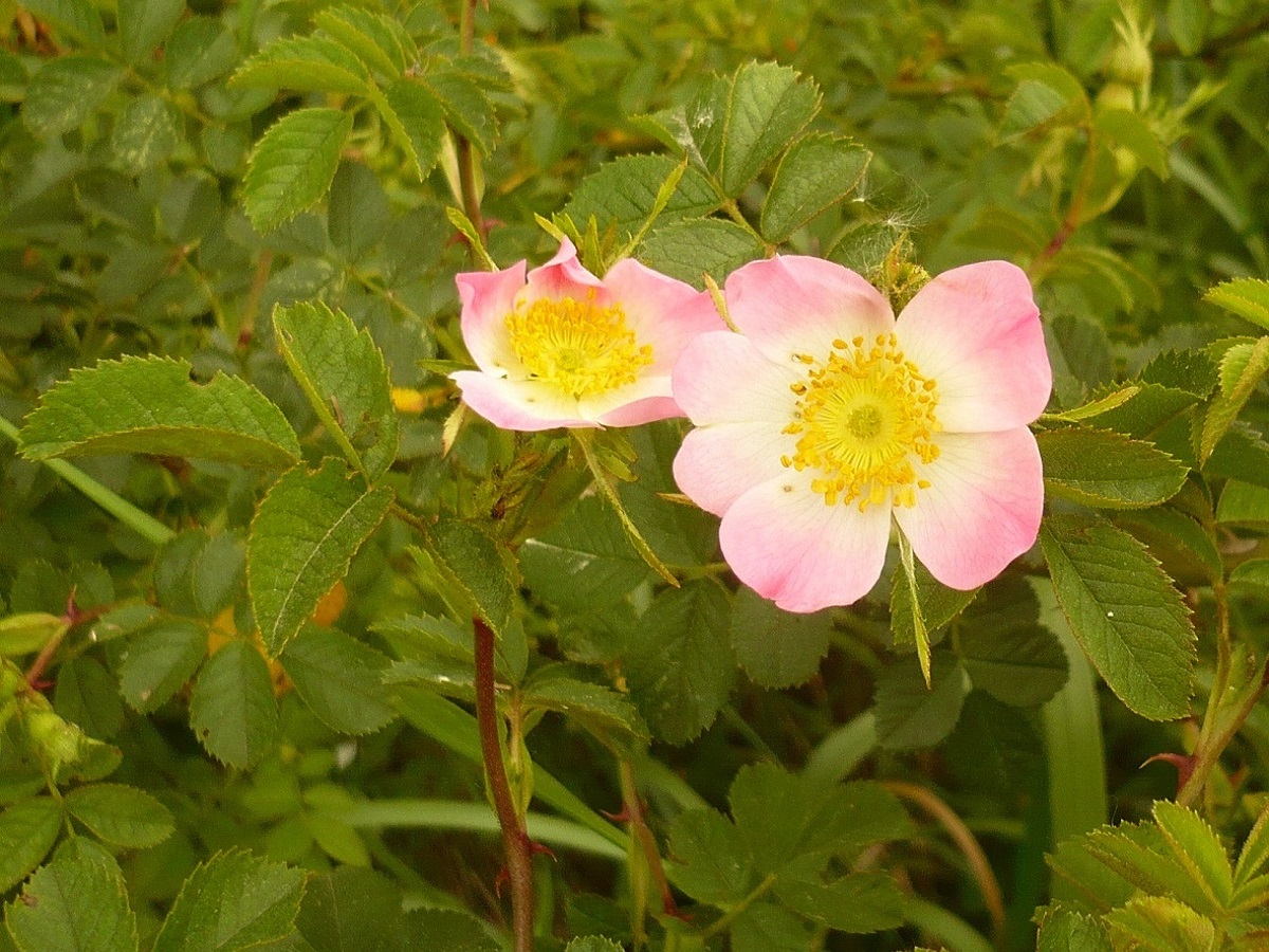 Rosa rubiginosa (Rosaceae)